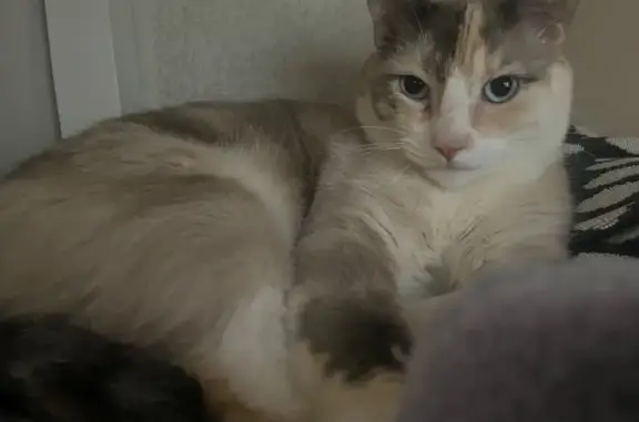 Missing cat Bryant, photo: Lost female cat, Neal Cove, Bryant — white coat with gray highlights