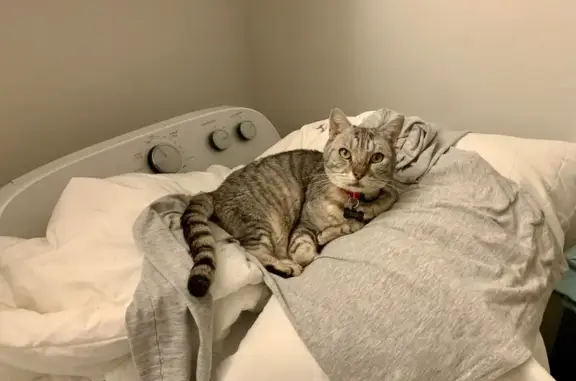 Missing cat Durham, photo: Lost cat, North Driver Street, 612, Durham — male silver tabby with yellow-green eyes