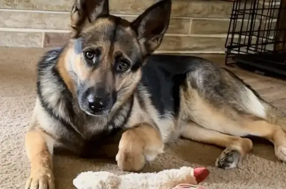Lost dog, Oak Street, 2079, Salem — female German Shepherd/Husky mix - photo