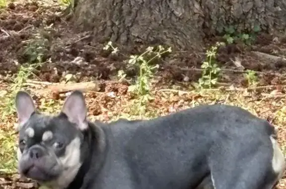 Lost male dog, Sunrise Village Lane, 3279, Norcross, Atlanta — last seen by the mailbox - photo