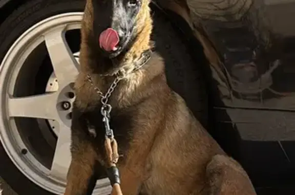 Perro perdido, hembra de 2 años, Camino Cruz Muela S An, 2A, Orihuela — se llama Reyna - photo