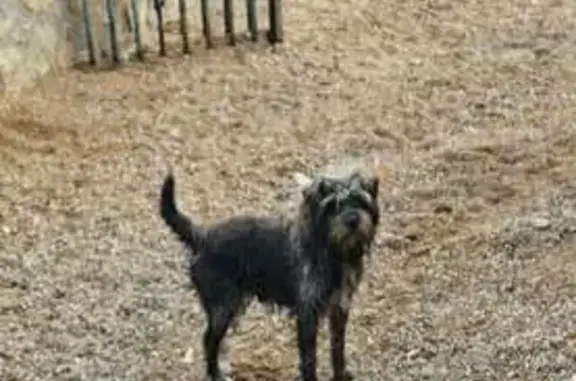 Lost male dog, Woodlark Place,...