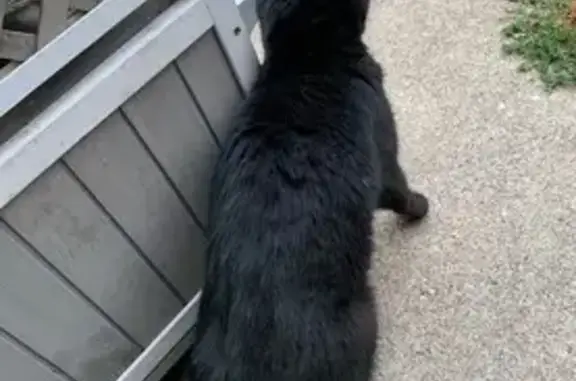 Lost cat, Carnegie Street, 5416, Pittsburgh — male with a tipped ear - photo