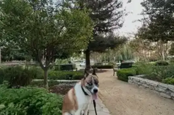 Lost Dog, Santa Ana, Californi...