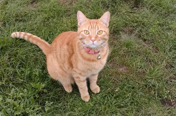 Búsqueda de mascotas, foto: Gato encontrado, Calle Real de las Arboledas, 3, Chicoloapan — color naranja, collar rosa desgastado