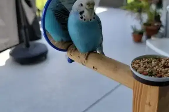 Lost female bird, 4th Avenue North, 2930, St. Petersburg, Arlington — turquoise budgie with a white head - photo