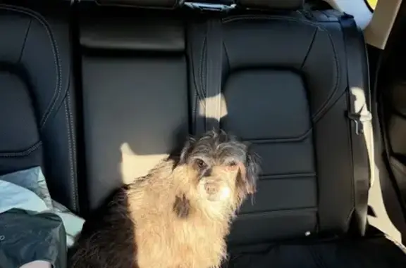 Lost dog, Meadow Wells Drive,...