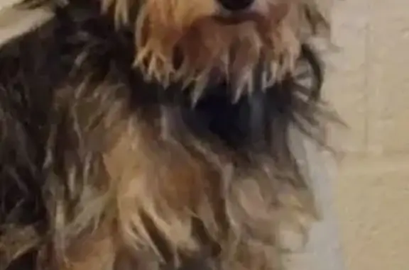 Lost dog, East Bermuda Street,...