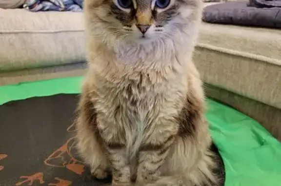 Missing cat Arlington, photo: Lost male cat, Robert Lane, 1409, Cookeville, Arlington