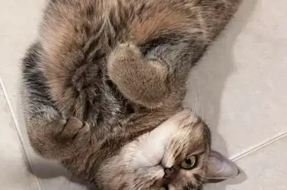 Lost female cat, Holiday Pond Road, Jericho, Manhattan — brown British Shorthair - photo