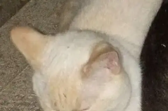 Missing cat Franklin, photo: Lost cat, West 200 North, 615, Franklin, Franklin — male with blue eyes