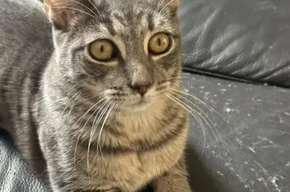 Missing cat Sydney, photo: Lost Cat, Christopher Street, 55, The Hills Shire Council, Sydney — friendly 10-month-old male