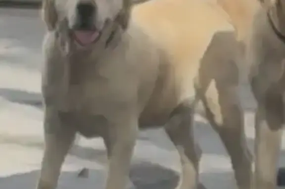 Golden Retriever, hair clipped short, stocky, long tongue, very friendly, scared easily, black collar no name tag.