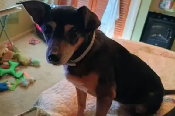 Lost dog, West 5th Street, Sal...