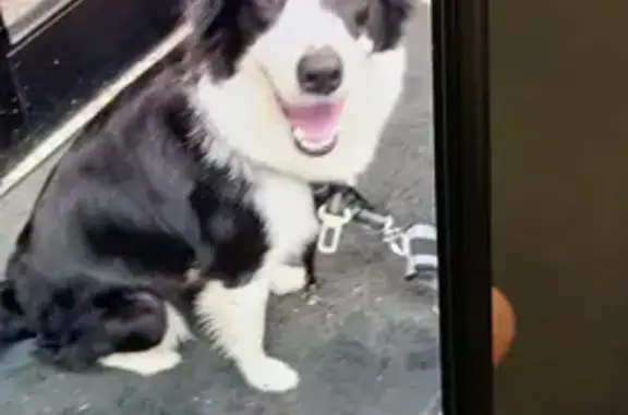 Lost dog, Genesee Street, 222,...