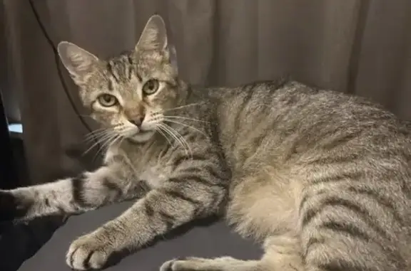 Lost cat, Elgin Avenue, 578, San Antonio — friendly neutered male tabby - photo