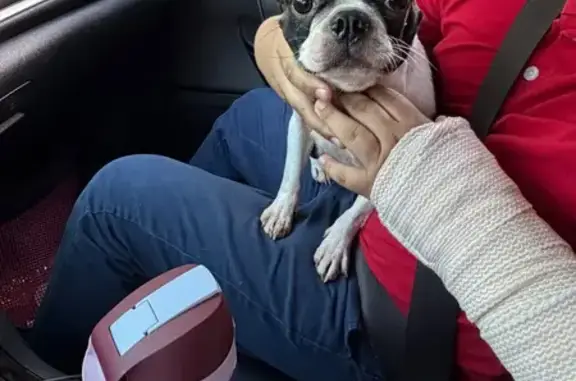 Found pets Dallas, photo: Found Dog, Wemdon Drive, Dallas — Black and white