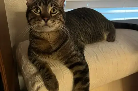 Missing cat Urbana, photo: Lost male cat, East Perkins Road, 905, Urbana — responds to Goose or Goosie