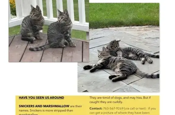 Missing cat St. Peter, photo: Lost male cat, West Walnut Street, 118, Saint Peter — travels with another cat