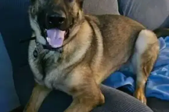 Missing dog Richburg, photo: Lost dog, County Road 5, 8946, Town of Bolivar, Richburg — neutered male German Shepherd