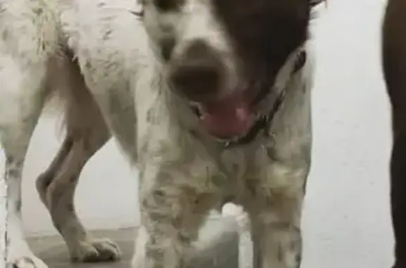 Búsqueda de mascotas, foto: Perro perdido, Calle Benito Juárez, S/N, Tlalnepantla — talla mediana, peludita