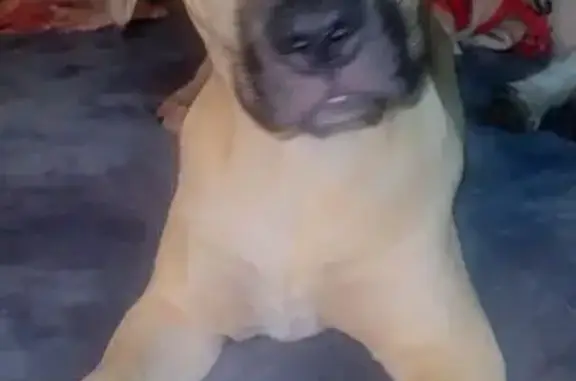Missing dog Manchester, photo: Lost female dog, Barbourville Road, 8219, Woollum, Manchester — buff coat with black mask