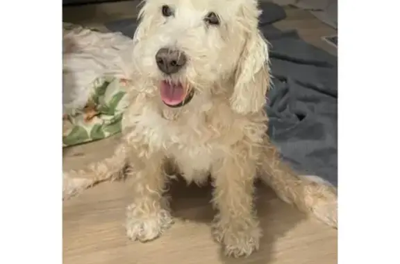 Lost dog, Brabyn Street, 25, City of Parramatta Council, Parramatta — blonde, medium-sized Labradoodle - photo