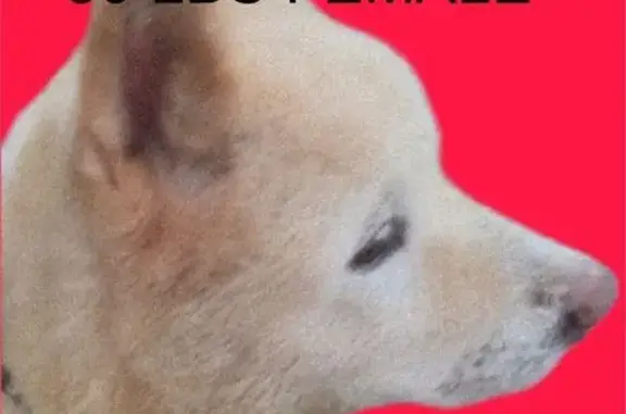 Lost dog, Inwood Terrace, 2031, Jacksonville — 13-year-old female Akita; do not chase - photo