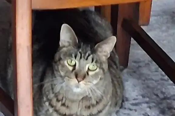Lost cat, Mercer Street, 402, Durand — 14-year-old gray and black male cat - photo
