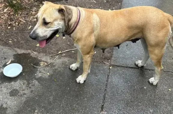 Found dog, female, Ryhill Road...