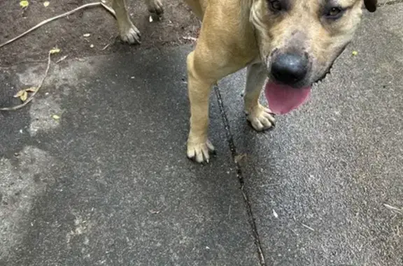 Found dog, Ryhill Road, 128, B...