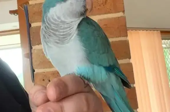 Blue Quaker found on gutter of house, now safely inside. Bird has a leg ring