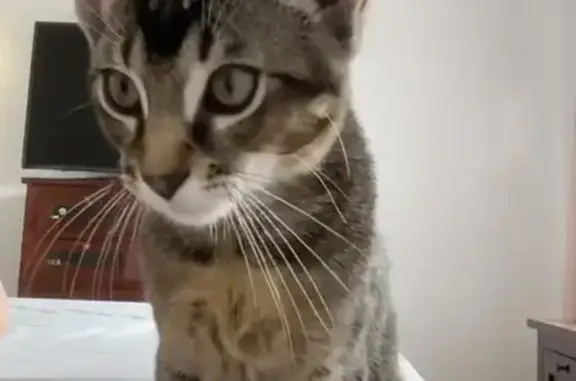Perdido gato, Calle Cedro de Playa Marina, Chaparral, Fuengirola — 1 año y esterilizado - photo