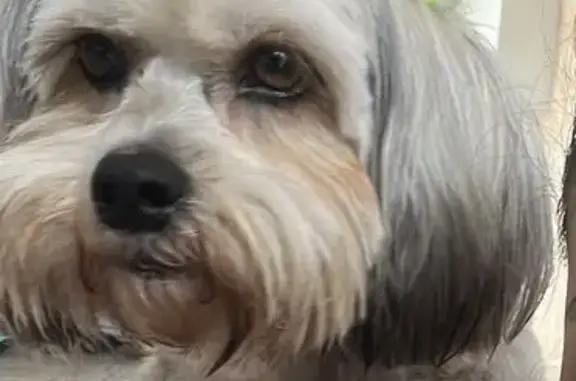 Cachorro perdido, Rua EF 29, 6...