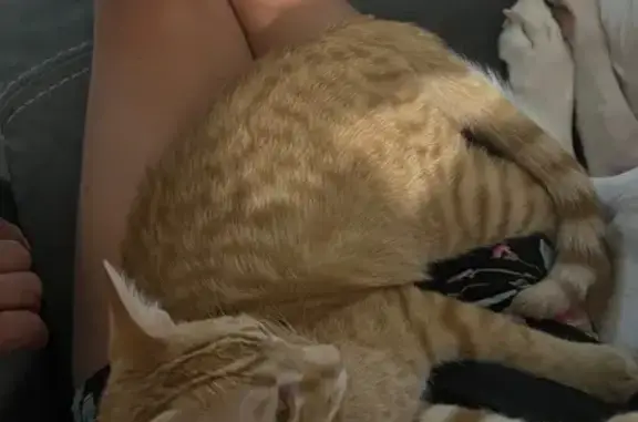 Lost male cat, Queensland, 13430, San Antonio, Farmers Branch — orange tabby - photo