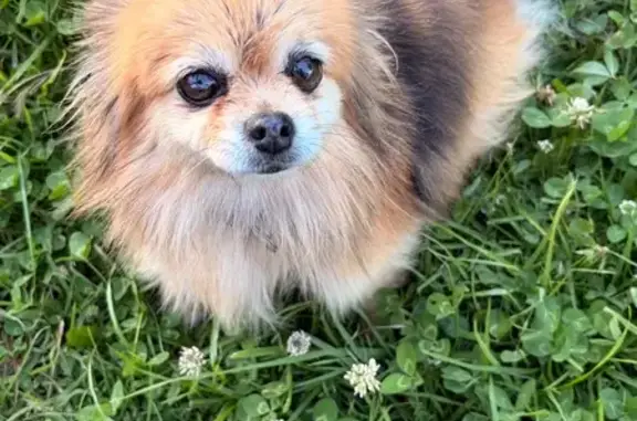 Búsqueda de mascotas, foto: Perro perdido, Huilango, Tepotzotlan — hembra de 10 años, medio sorda
