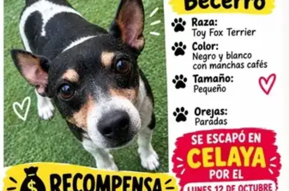 Perro perdido, Ficus, 77, Celaya — talla mediana y mancha en forma de corazón - photo
