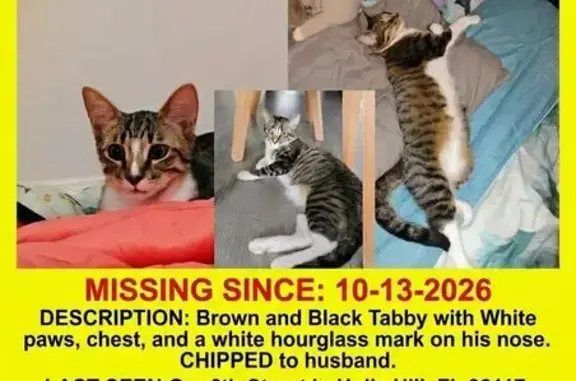 Lost male cat, 6th Street, 901, Daytona Beach - photo