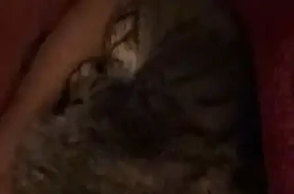 Missing cat Texas City, photo: Lost cat, Ruby Drive, 3010, Texas City — male brown tabby, 7 years old