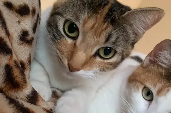 Gato perdido, La Rosa, 21, San Pedro Tlaquepaque, Tlaquepaque — hembra atigrada - photo
