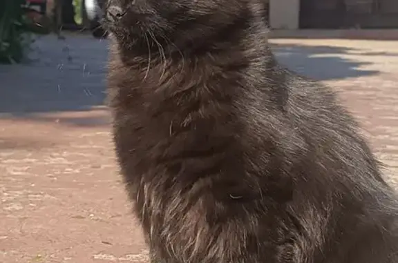 Lost pets Benoni, photo: Lost female cat, Bayley Street, 26, Benoni — black cat with green eyes