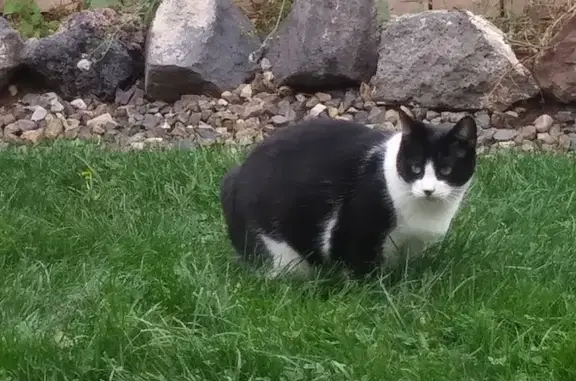Lost female cat, Rose Circle, Meridian — black-and-white Manx with a short bobtail - photo