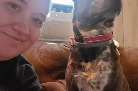 Lost male dog, Philip Street, 1216, Morgantown — brindle coat with white chest and speckled gray socks - photo