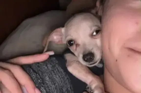 Perros perdidos, Panuco, foto: Perro perdido, hembra, 21 de Marzo, 180, Pánuco, Panuco — salió al patio