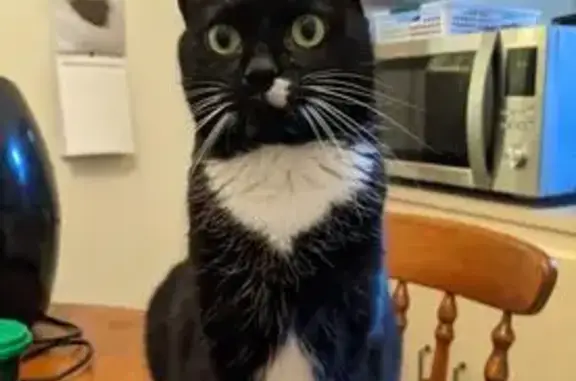 Lost male cat, Beovich Road, 105, Salisbury, Para Hills — timid, white patch on mouth - photo