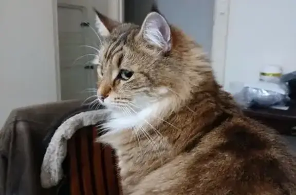 Lost pets Brighton, photo: Lost cat, William Road, 33, Onkaparinga, Brighton — male