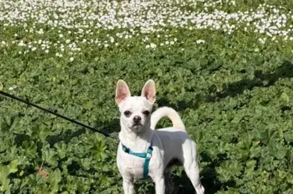 Chihuahua blanco con dos manchas canela en el lomo
