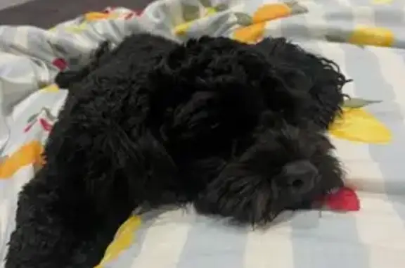 Lost pets Sydney, photo: Lost dog, Wing Circuit, Liverpool City Council, Sydney — female