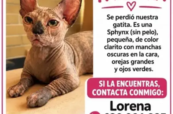 Gata perdida, Calle Peñote, 4, La Navata, Galapagar — esfinge con patas delanteras cortas - photo