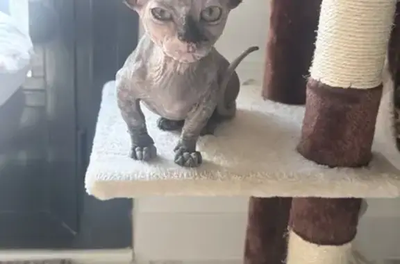 Sphinx bambina ( patas delanteras cortas) marrón y manchas negras. Grande ojos verdes . Muy dócil pero asustadiza. Atiende a Pandora y Pandi